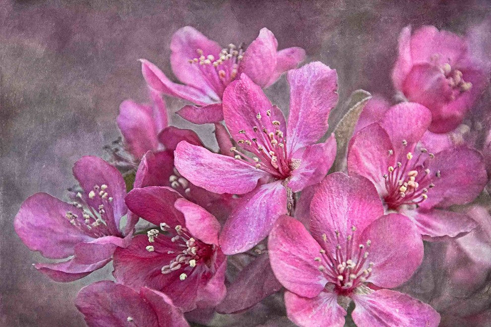"Crabapple Floral" Painting Print on Canvas by Theo
