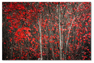 'The Hush Before Winter' Canvas Art by Philippe Sainte-Laudy