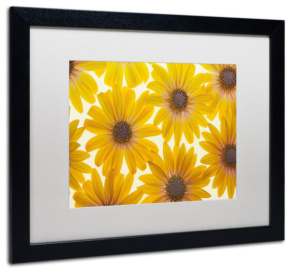 Cora Niele 'Yellow Cape Daisies' Matted Framed Art