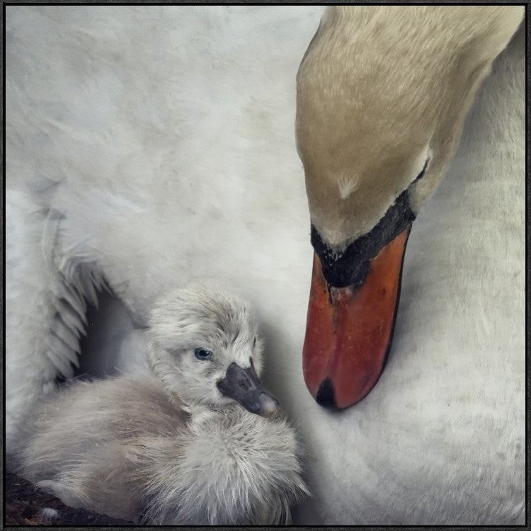 "Close To You" Framed Canvas Giclee by Piet Flour, 37x37"