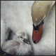 "Close To You" Framed Canvas Giclee by Piet Flour, 37x37"
