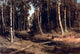 Ivan Ivanovich Shishkin Brook in a birch grove Wall Decal