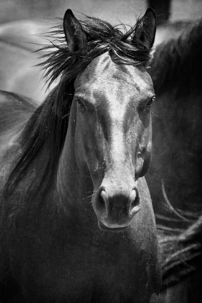 "Black Stallion III" Fine Art Giant Canvas Print, 48"x72"