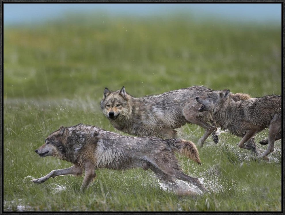 "Gray Wolf trio running through water, North America"  by Tim Fitzharris, 33x25"