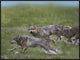 "Gray Wolf trio running through water, North America"  by Tim Fitzharris, 33x25"