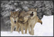 "Timber Wolf trio playing in snow, Montana"  by Tim Fitzharris, 37x25"