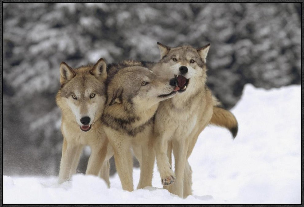 "Timber Wolf trio playing in snow, Montana"  by Tim Fitzharris, 37x25"