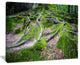 "Green Wild Deep Moss Forest" Landscape Art Print Canvas, 40"x30"