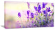 "Purple Lavender Field" Floral Photography Canvas Print, 32"x16"