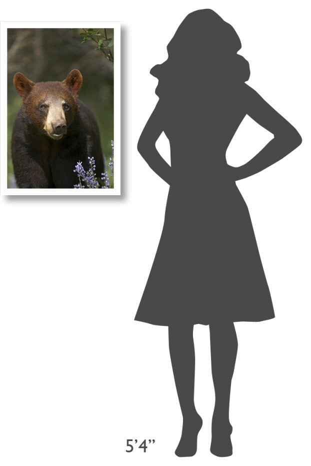 "Black Bear portrait, North America" Paper Print by Tim Fitzharris, 18"x26"