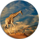 Giraffe On Sand Dune, Animal Photography Large Disc Metal Wall Art, 11"