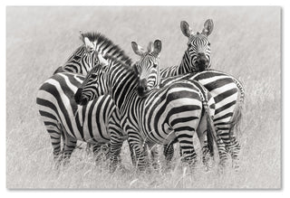 Kirill Trubitsyn 'Zebras' Canvas Art, 32 x 22