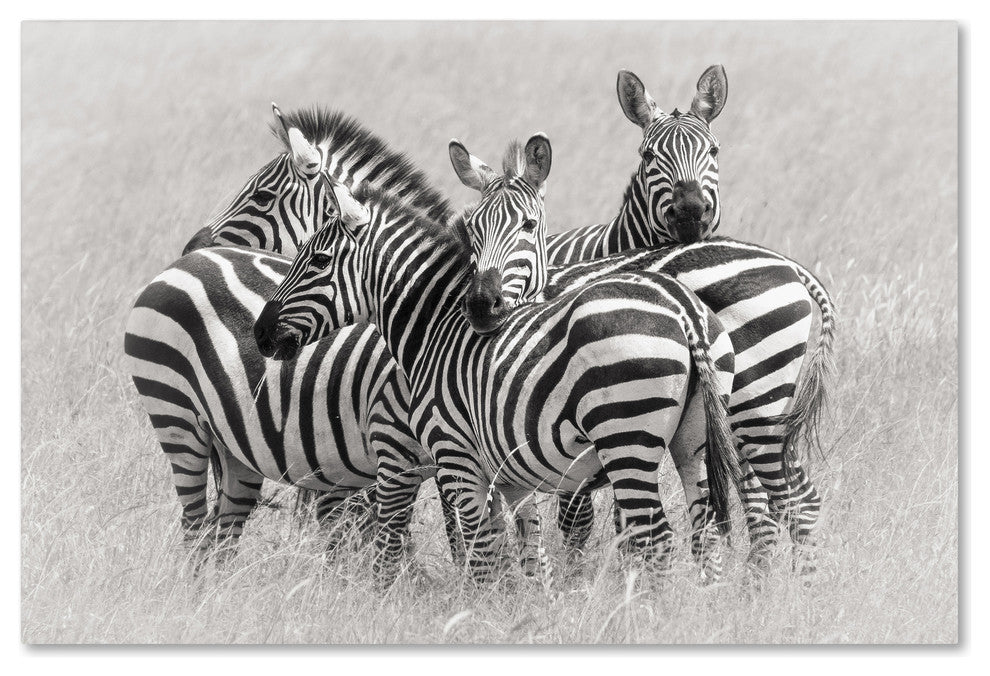 Kirill Trubitsyn 'Zebras' Canvas Art, 32 x 22