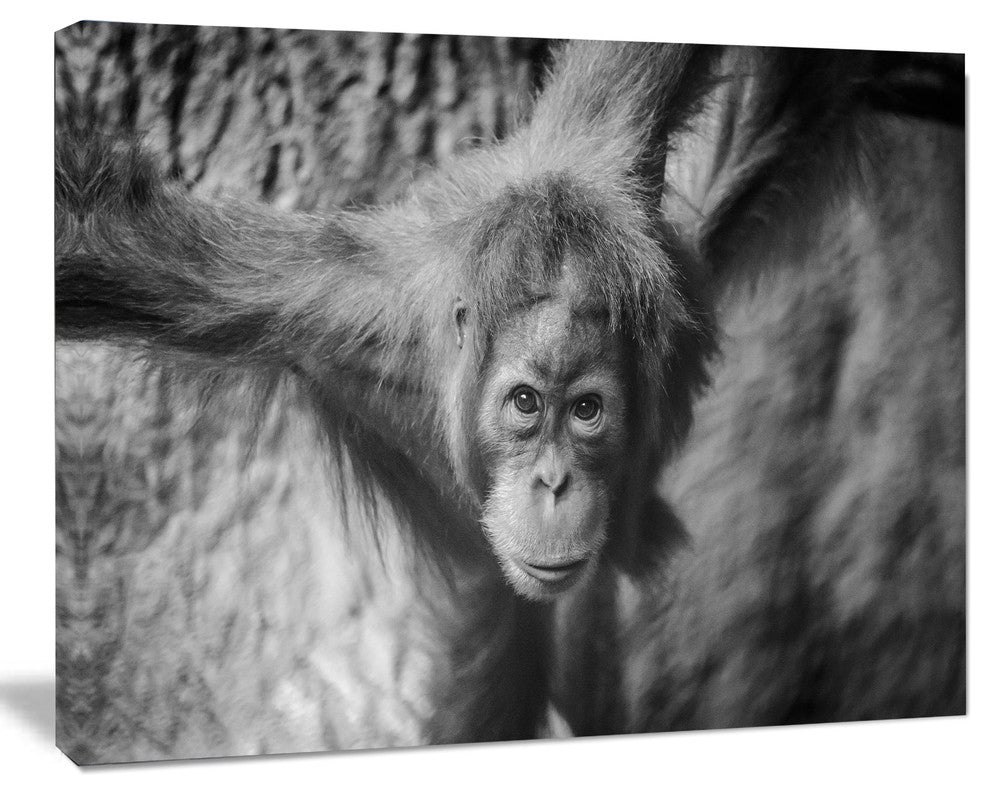 Young Orangutan Black, Abstract Canvas Art Print, 20"x12"