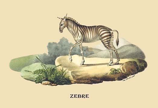 Zebre (Zebra)- Gallery Wrapped Canvas Art 28" x 42"