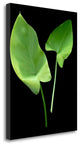"Floral Color - 24" By Alan Blaustein, Giclee Print on Gallery Wrap Canvas