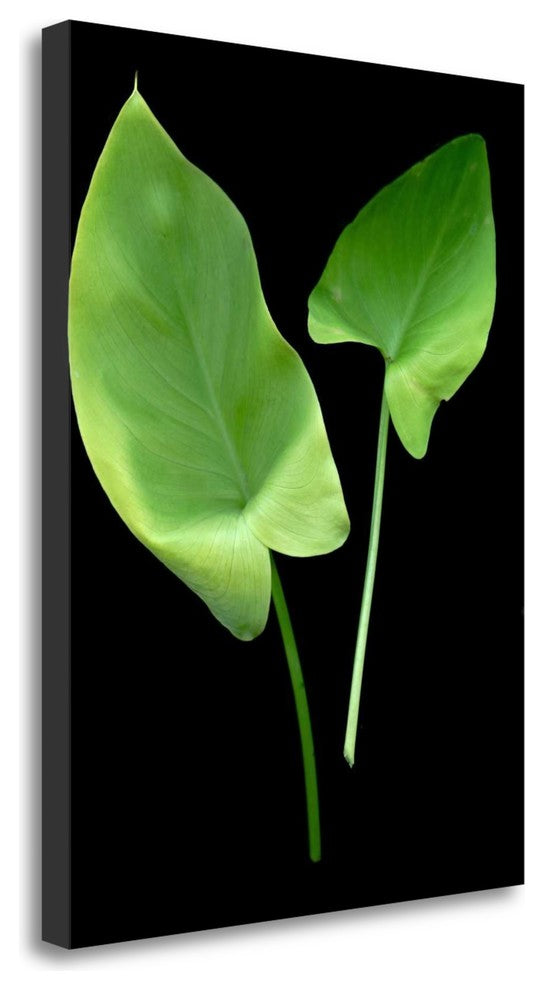 "Floral Color - 24" By Alan Blaustein, Giclee Print on Gallery Wrap Canvas