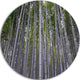Thick Bamboo Trunks In Japan, Forest Disc Metal Wall Art, 11"