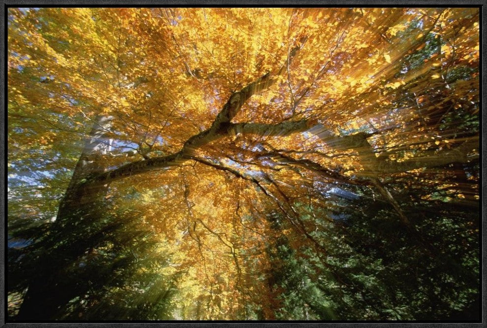"Golden-colored autumn foliage, abstract"  by Konrad Wothe, 25x17"