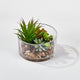 Succulents In 5.5" Round Glass Container