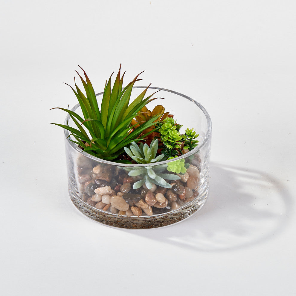 Succulents In 5.5" Round Glass Container