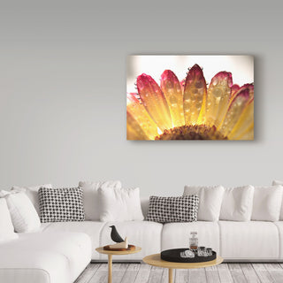 Gordon Semmens 'Gerbera Daisy And Water' Canvas Art, 32"x22"