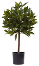 2' Sweet Bay Mini Ball Topiary