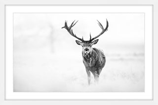 "Elk Stare" Framed Art Print, 91x61 cm