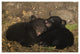 "Black Bear cubs playing in den" Paper Art, 50"x34"