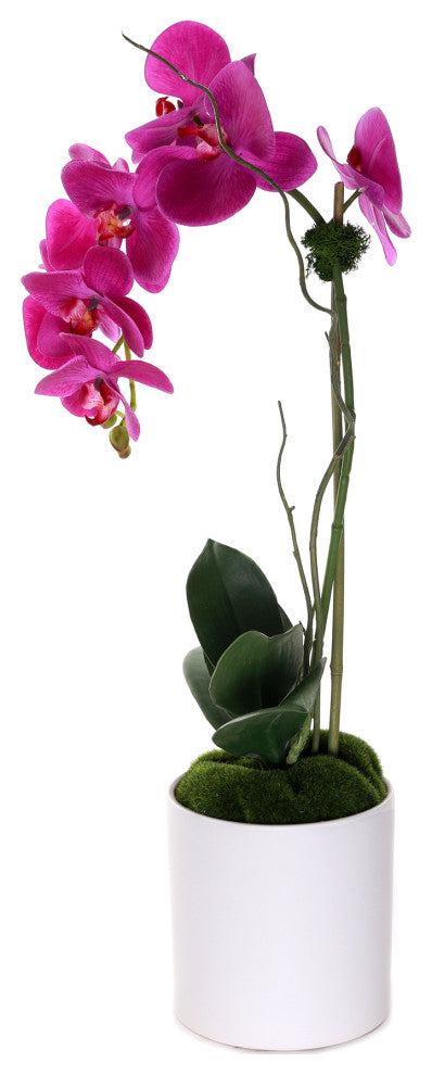 Purple Phalaenopsis Orchid, White Cylinder Pot