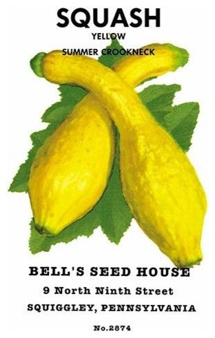 Squash: Yellow Summer Crookneck- Gallery Wrapped Canvas Art 28" x 42"
