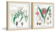 "Crinum in My Garden Diptych" Framed Prints, 12"x12", 2-Piece Set