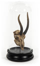 Goat Skull Statue With Cover