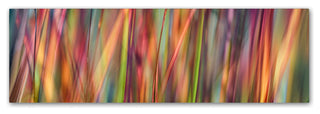 Cora Niele 'Grass Spectrography' Canvas Art