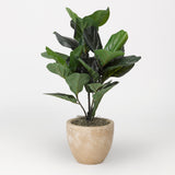 Fiddle Leaf Fig Plant, Round Tan Planter