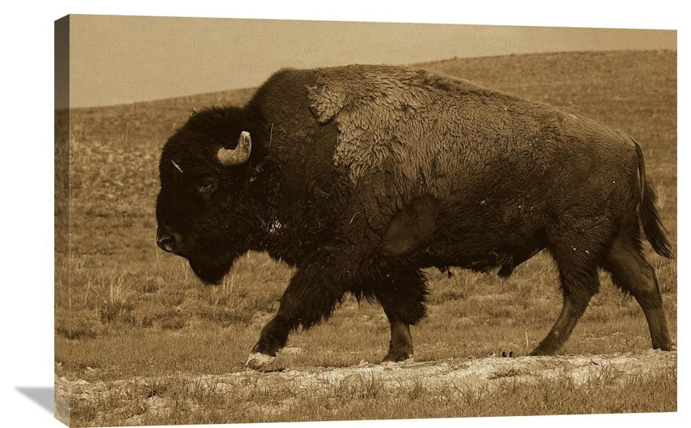 "American Bison Male, Durham Ranch, Wyoming - Sepia" Artwork, 36" x 24"