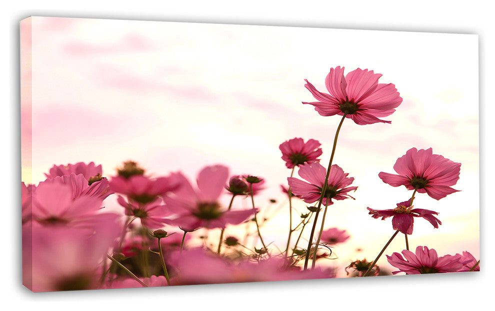 Cosmos Flowers Meadow At Sunset, Floral Canvas Art Print, 32"x16"
