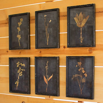 Set of Six Botanical Prints Under Glass