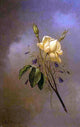 Martin Johnson Heade White Rose against a Cloudy Sky Wall Decal