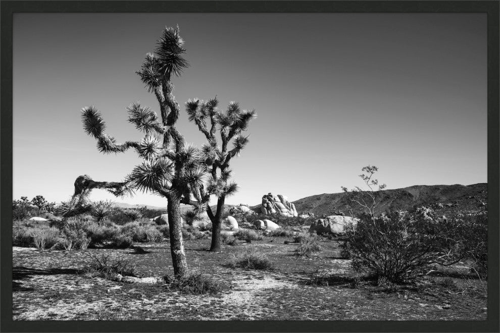 Joshua Tree 2, Giclee Reproduction Artwork
