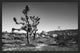 Joshua Tree 2, Giclee Reproduction Artwork