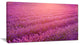 Lavender Field and Ray of Light, Floral Canvas Art Print, 40x20