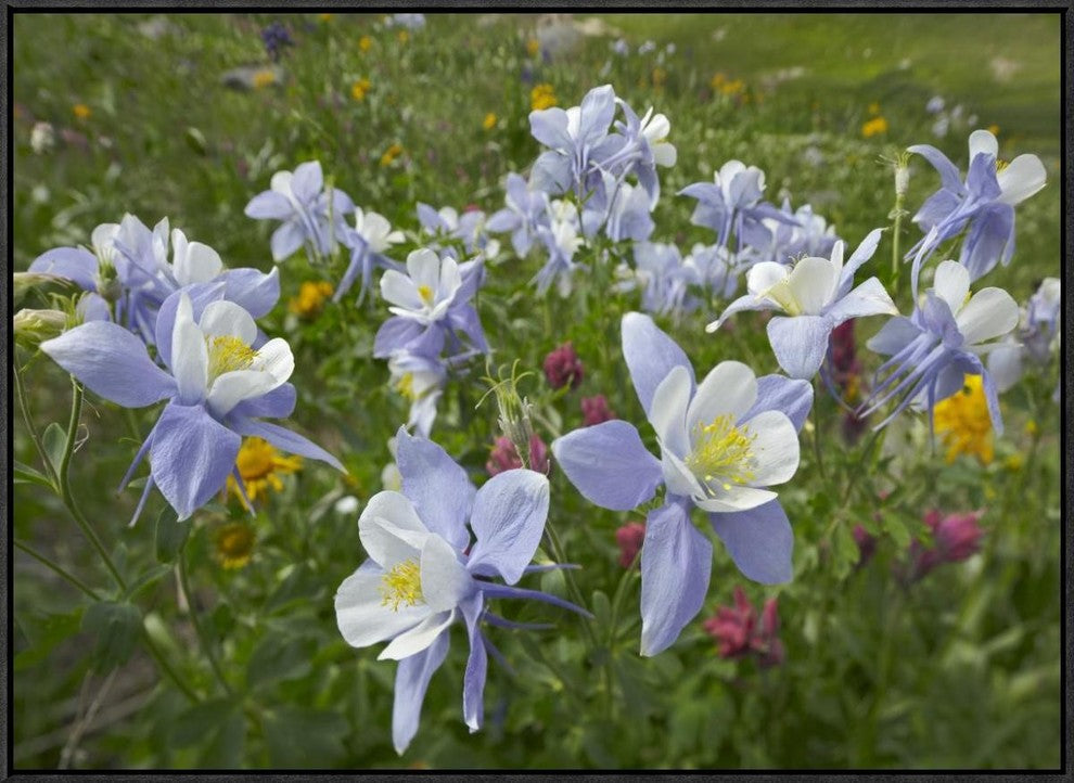 Colorado Blue Columbine Flowers, American Basin, Colorado, 32"x24"