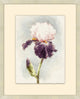 Purple Iris 1, Giclee Reproduction Artwork