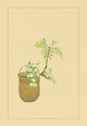 Japanese Peppers - Paper Poster 20" x 30"