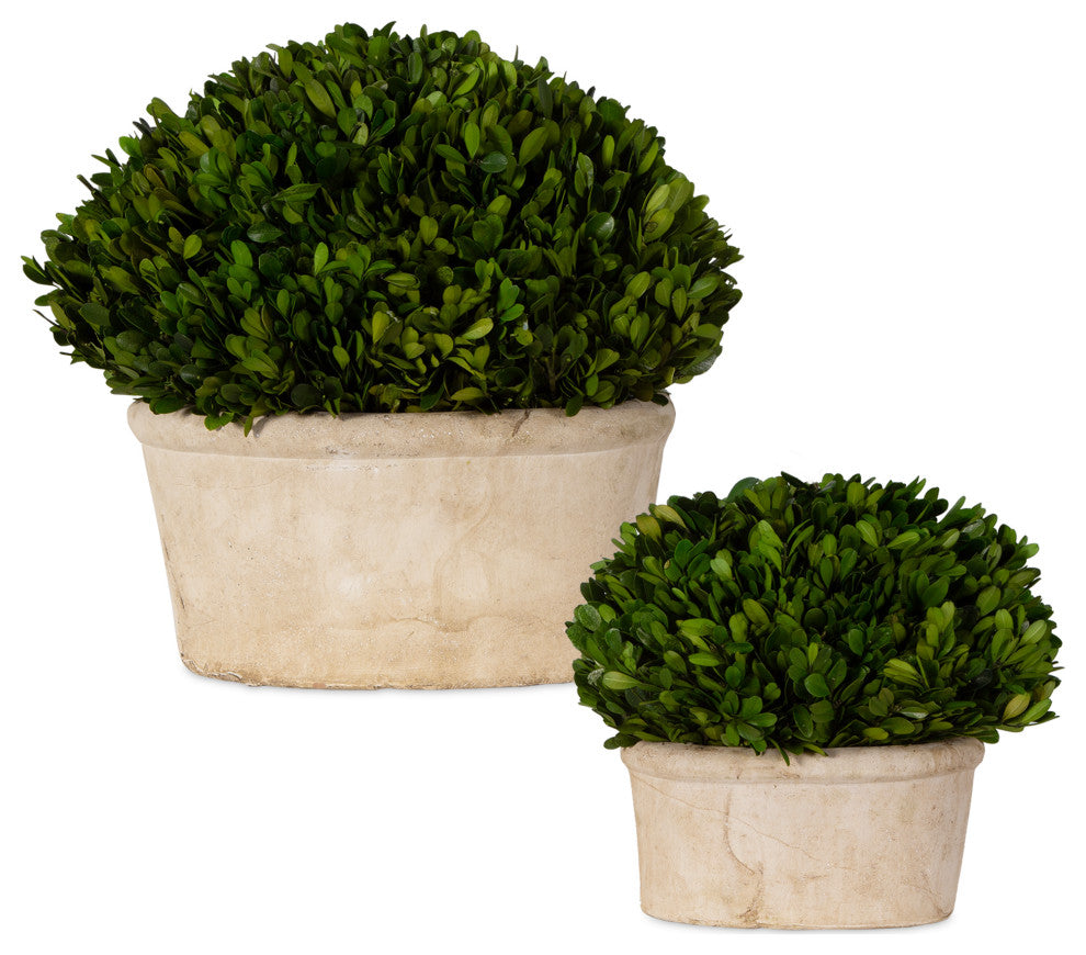 Fully shows the two preserved boxwood domes in beige planters on a clean white background; best representation of the product.