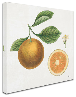 Sue Schlabach 'Classic Citrus IV' Canvas Art, 14" x 14"