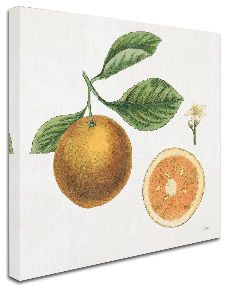 Sue Schlabach 'Classic Citrus IV' Canvas Art, 14" x 14"