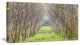"Pathway Through Fall Green Trees" Landscape Photo Wall Art, 32"x16"