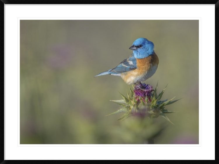 "Blowin' In The Wind" Framed Digital Print by Greg Barsh, 44x33"